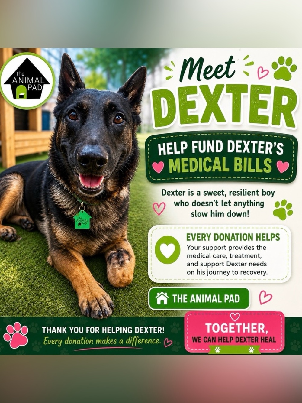 Met Dexter 🐾